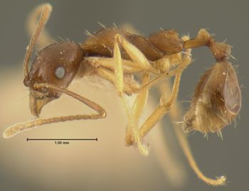 Media type: image; Entomology 20615   Aspect: habitus lateral view
